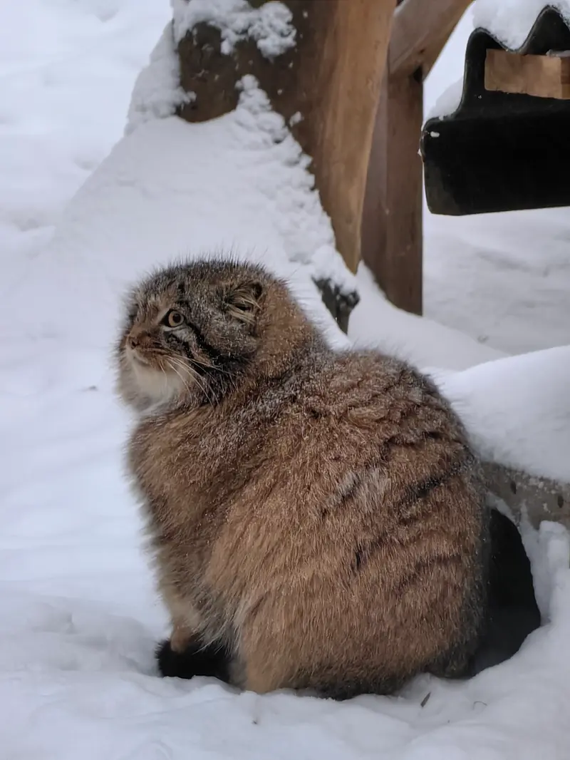A photograph of Son of Snezhinka b.2025 Ⅳ in Novosibirsk Zoo