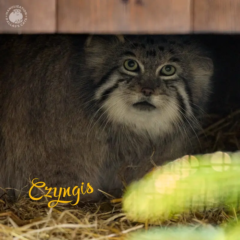 A photograph of a Pallas's cat