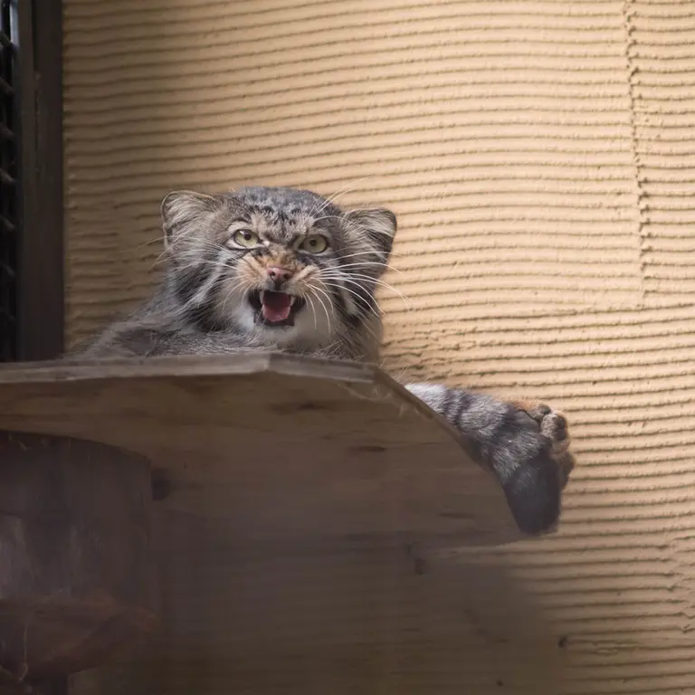 A photograph of Hide in Asahiyama Zoo