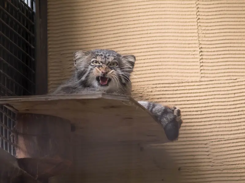 A photograph of Hide in Asahiyama Zoo