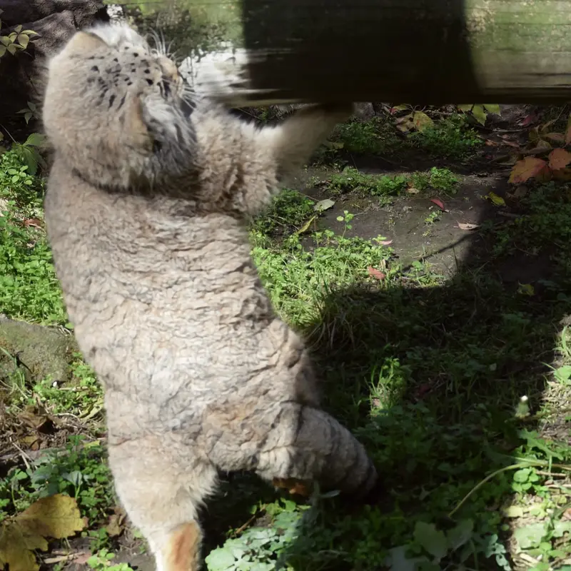 A photograph of Bohus in Budapest Zoo & Botanical Garden
