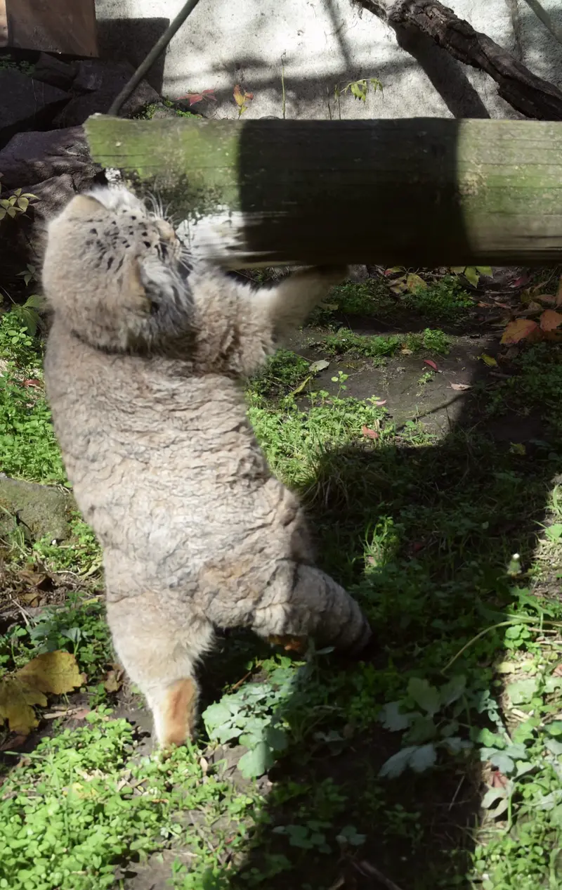A photograph of Bohus in Budapest Zoo & Botanical Garden