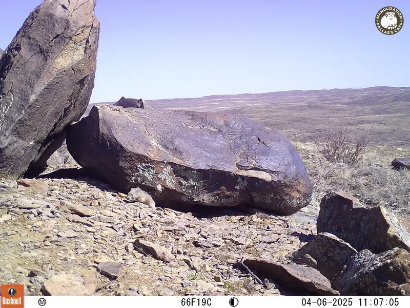 A photograph of Kazakh pika from Koshkar camera trap