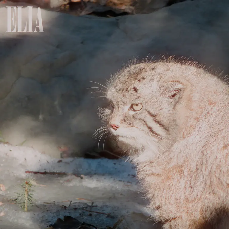 A photograph of Olaf in Calgary Zoo / Wilder Institute