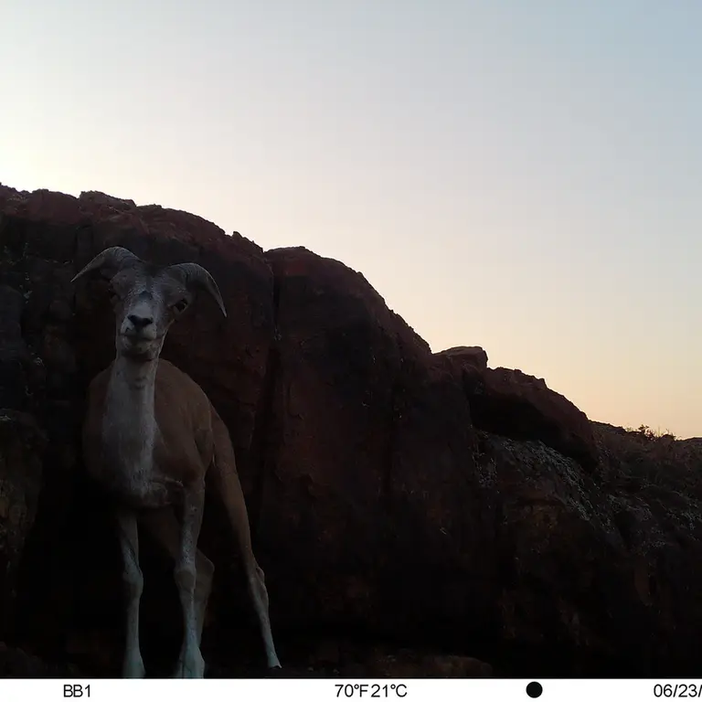 A photograph of Argali from Aktas-Kunkora [new] camera trap