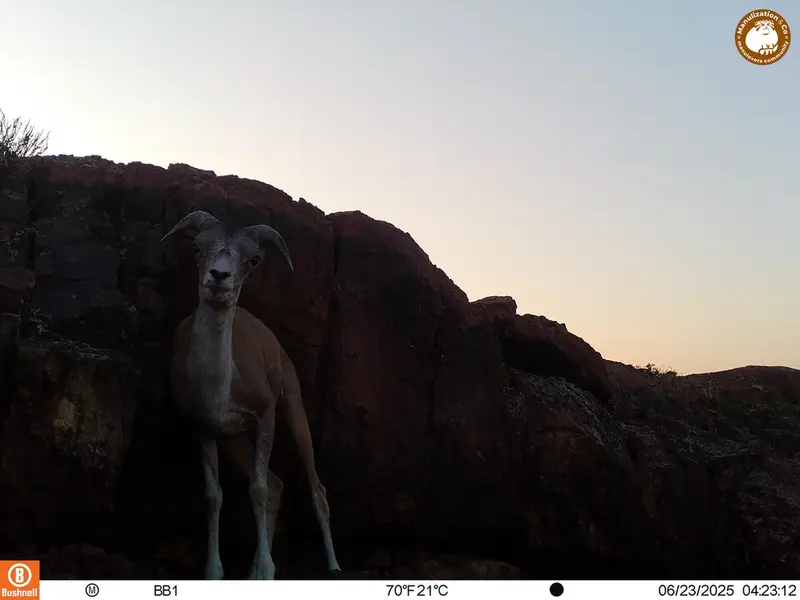 A photograph of Argali from Aktas-Kunkora [new] camera trap
