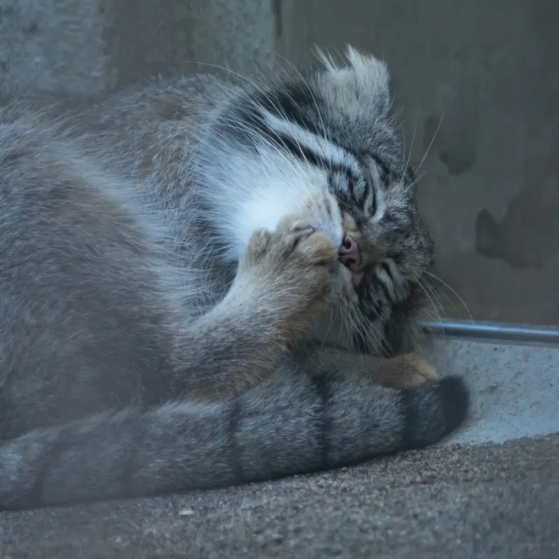A photograph of Figa in Nogeyama Zoo