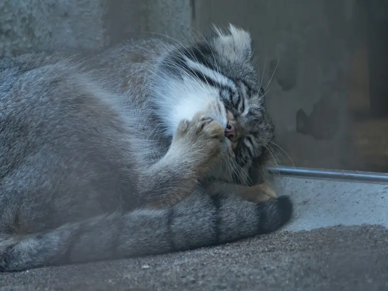 A photograph of Figa in Nogeyama Zoo