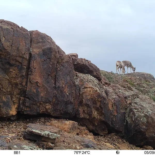 A photograph of Argali from Aktas-Kunkora camera trap
