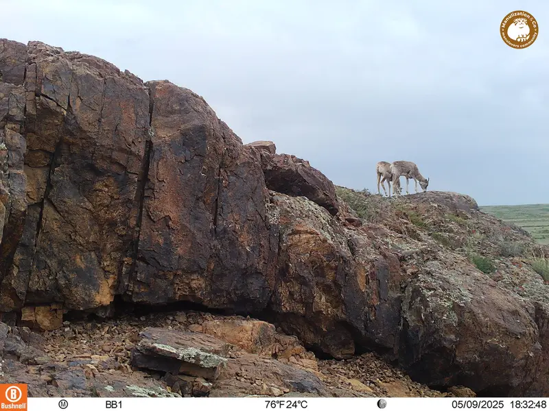 A photograph of Argali from Aktas-Kunkora camera trap
