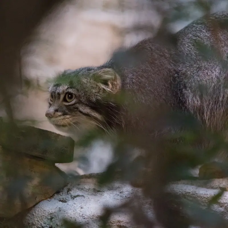 A photograph of Figa in Nogeyama Zoo