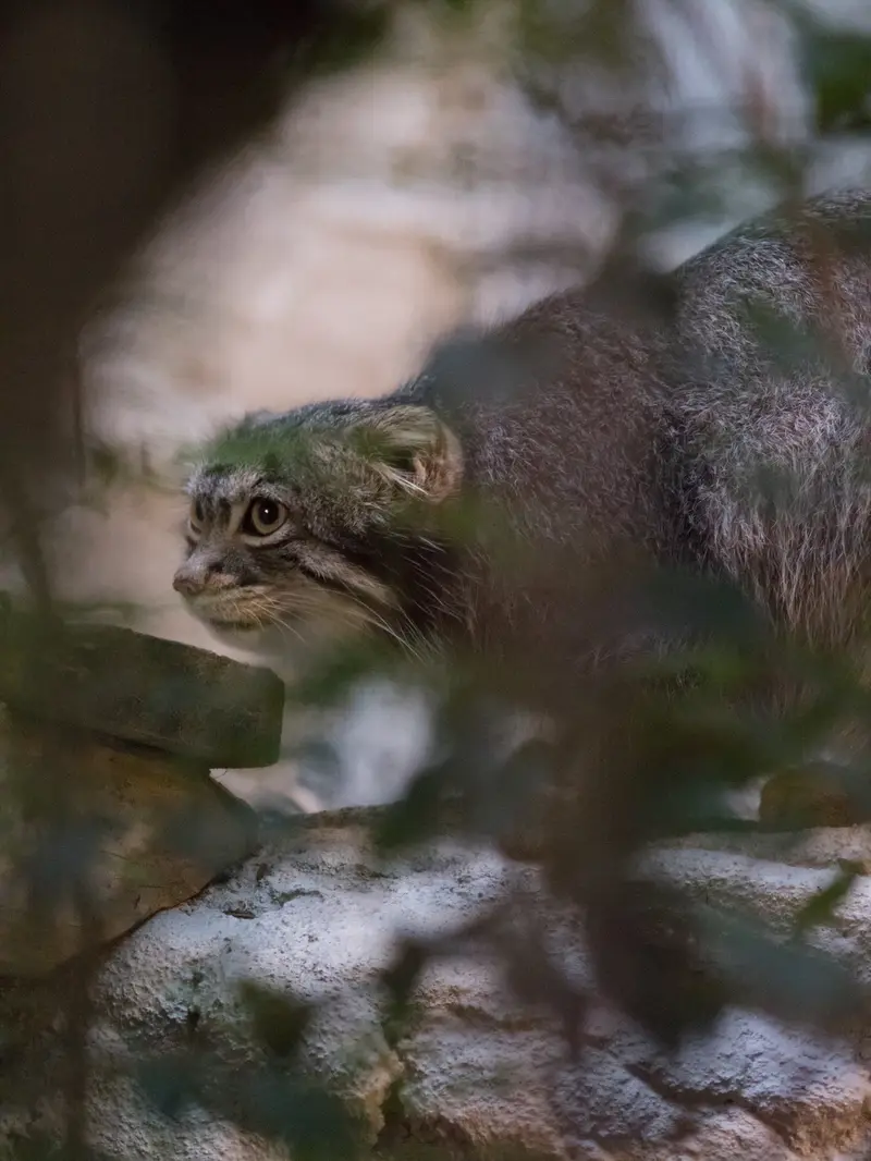 A photograph of Figa in Nogeyama Zoo