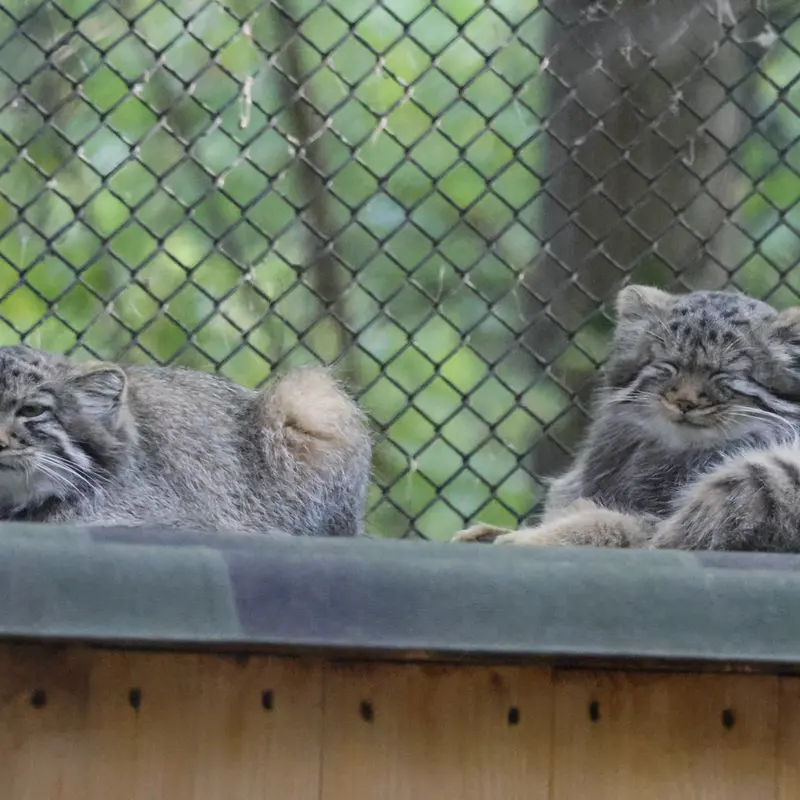 A photograph of a Pallas's cat in Novosibirsk Zoo