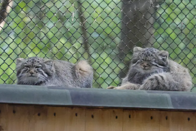 A photograph of a Pallas's cat in Novosibirsk Zoo
