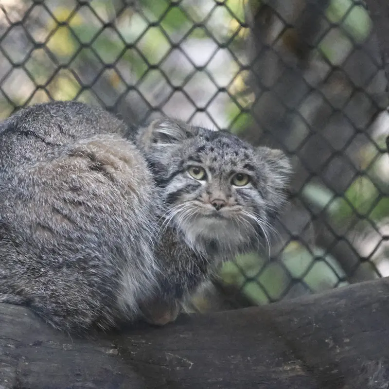 A photograph of Grey in Novosibirsk Zoo