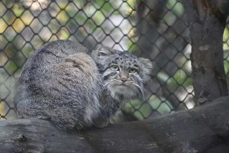 A photograph of Grey in Novosibirsk Zoo