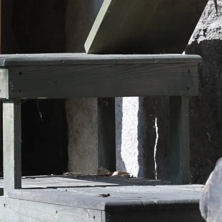 A photograph of a Pallas's cat in Moscow zoo