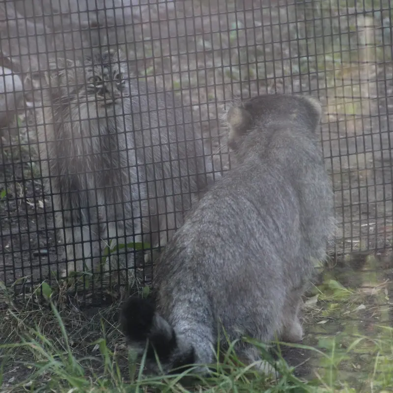 A photograph of Midas and Meera in Red River Zoo