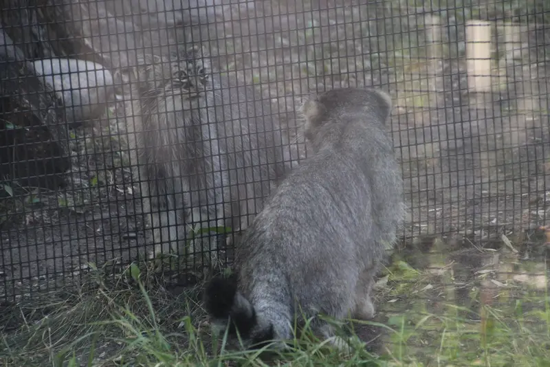 A photograph of Midas and Meera in Red River Zoo