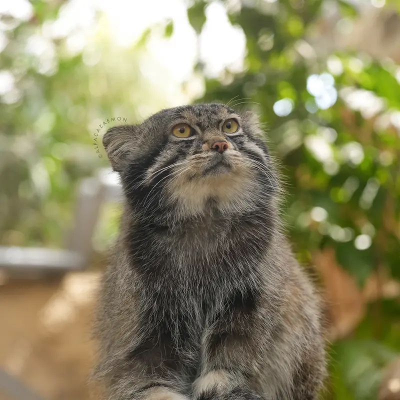 A photograph of Nar in Kobe Animal Kingdom