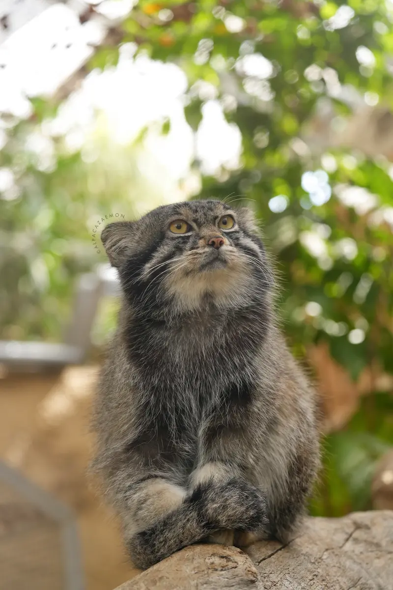 A photograph of Nar in Kobe Animal Kingdom