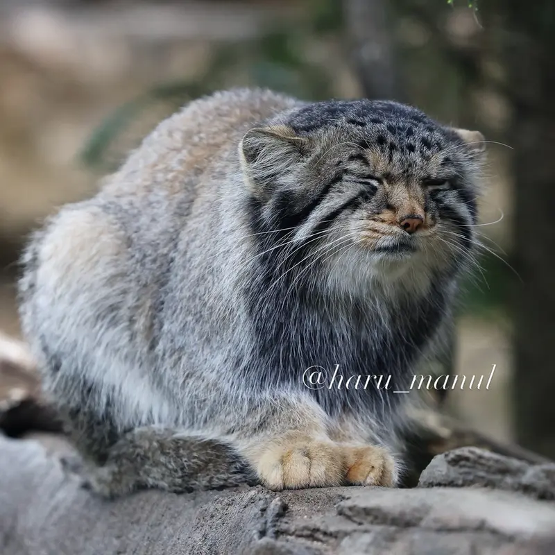 A photograph of Nagomu in Nasu Animal Kingdom