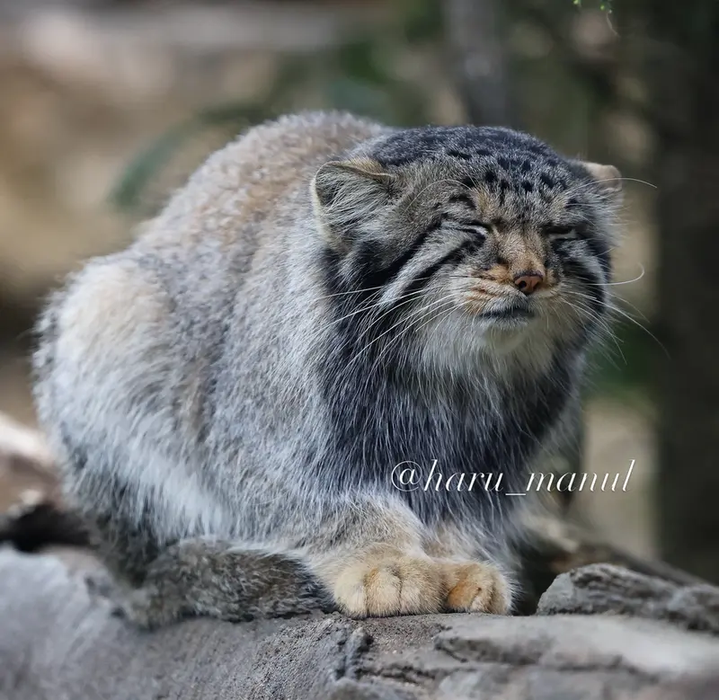 A photograph of Nagomu in Nasu Animal Kingdom