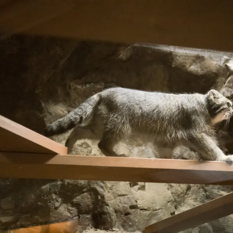 A photograph of Klyon in Ueno Zoological Gardens