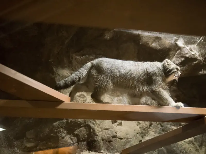 A photograph of Klyon in Ueno Zoological Gardens