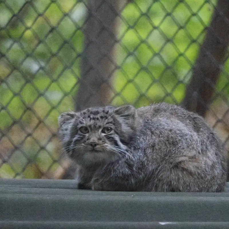 A photograph of Kitten of Eve b.2026   Ⅳ in Novosibirsk Zoo