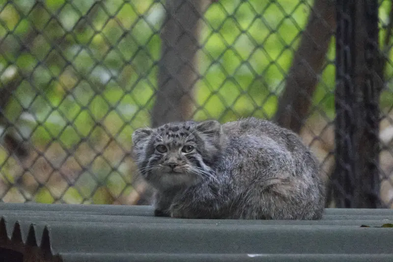 A photograph of a Pallas's cat in Novosibirsk Zoo