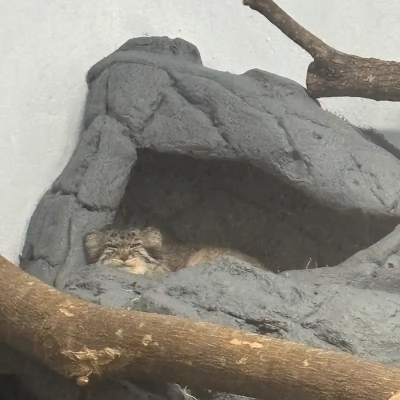 A photograph of Perseus in Birmingham Zoo