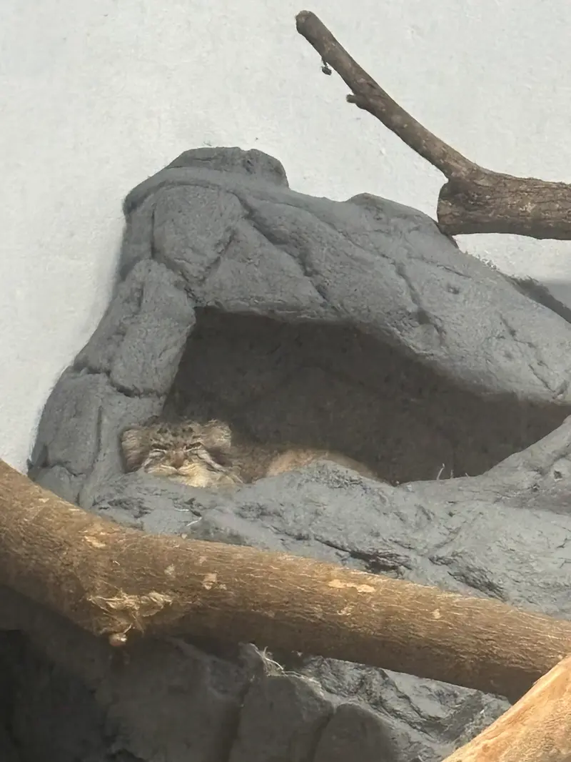 A photograph of Perseus in Birmingham Zoo