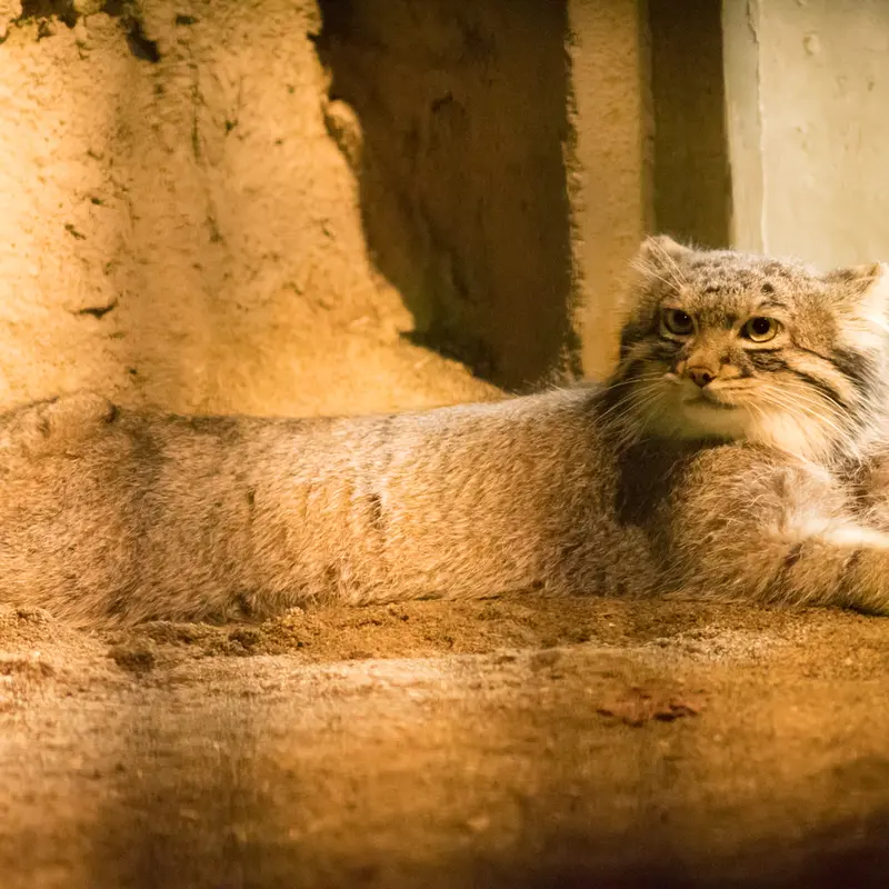 A photograph of Figa in Nogeyama Zoo