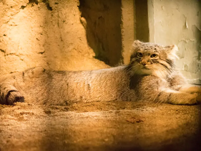 A photograph of Figa in Nogeyama Zoo