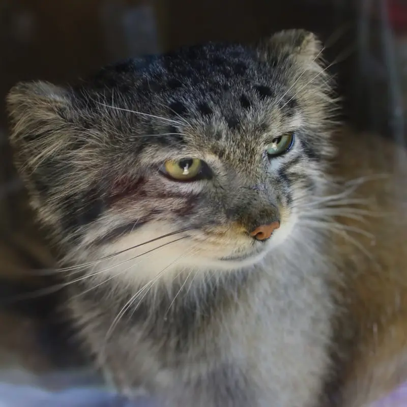 A photograph of Makari in Binghamton Zoo at Ross Park