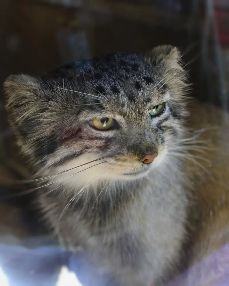 A photograph of Makari in Binghamton Zoo at Ross Park
