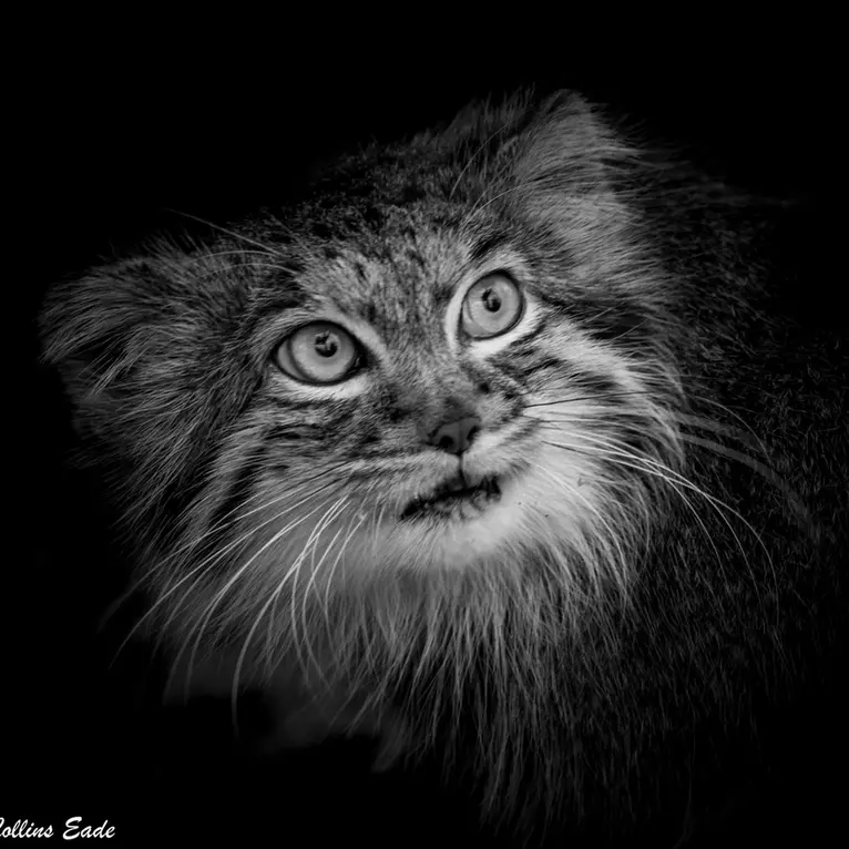 A photograph of Qara in The Big Cat Sanctuary