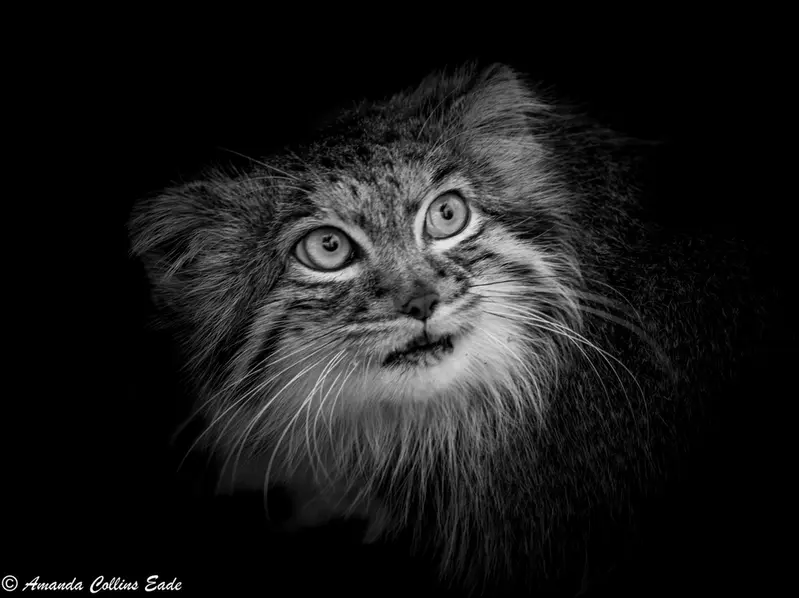 A photograph of Qara in The Big Cat Sanctuary