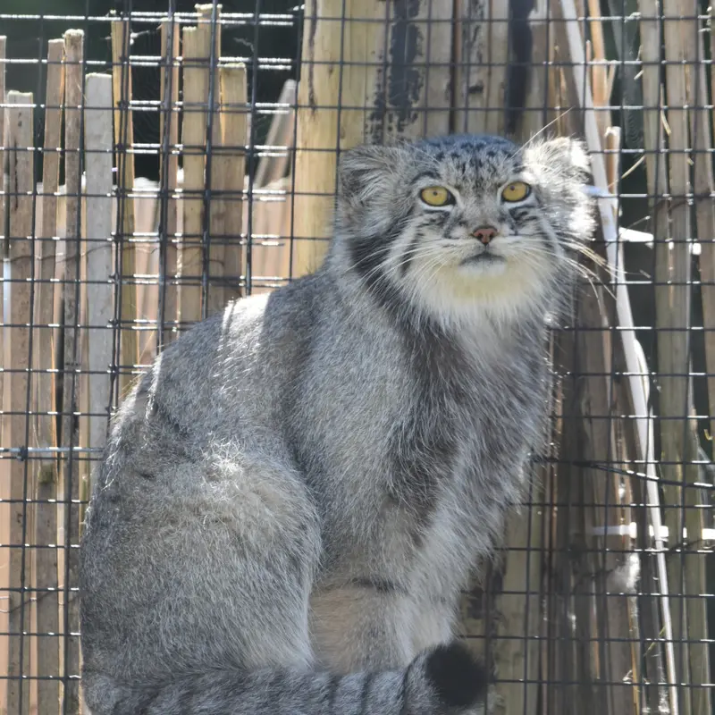 A photograph of a Pallas's cat