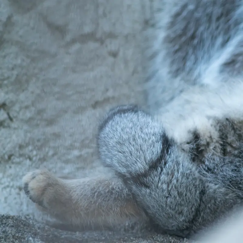 A photograph of Figa in Nogeyama Zoo