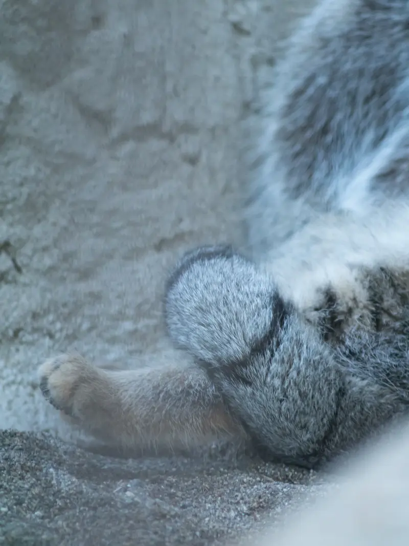 A photograph of Figa in Nogeyama Zoo