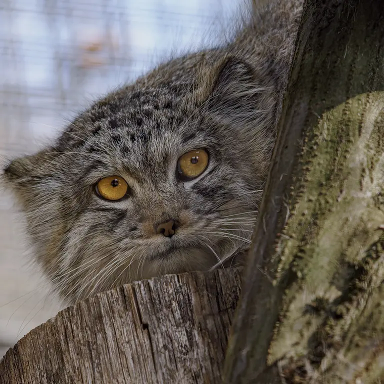 A photograph of Ariunaa in Brno Zoo