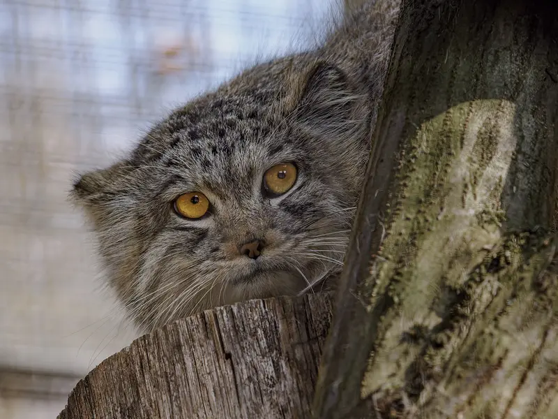 A photograph of Ariunaa in Brno Zoo