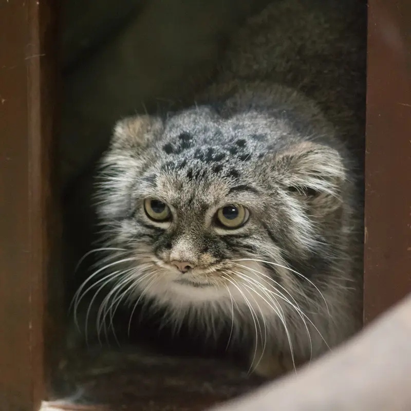 A photograph of Shafran in Ueno Zoological Gardens
