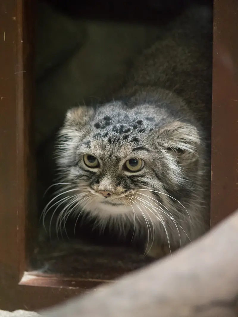 A photograph of Shafran in Ueno Zoological Gardens