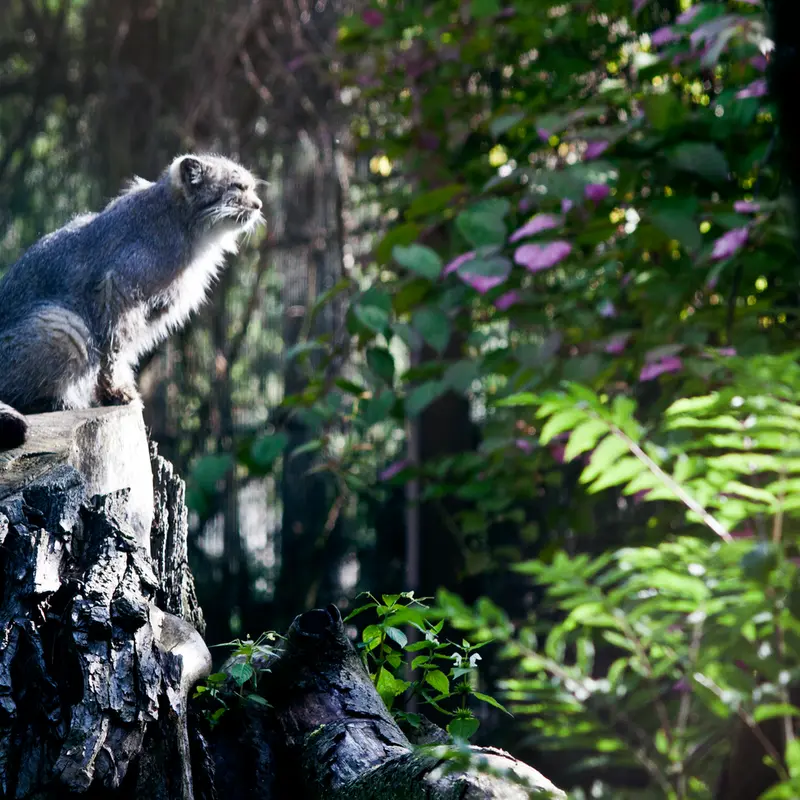 A photograph of Solitaire in Korkeasaari Zoo