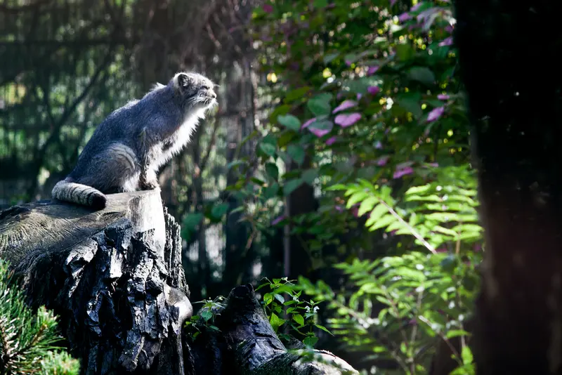 A photograph of Solitaire in Korkeasaari Zoo