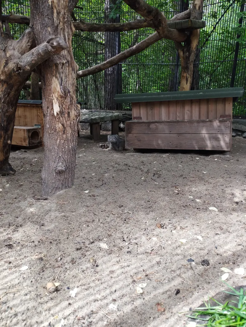 A photograph of a Pallas's cat in Novosibirsk Zoo