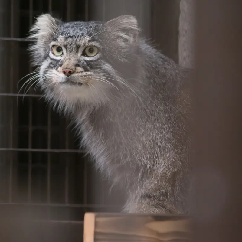 A photograph of Figa in Nogeyama Zoo